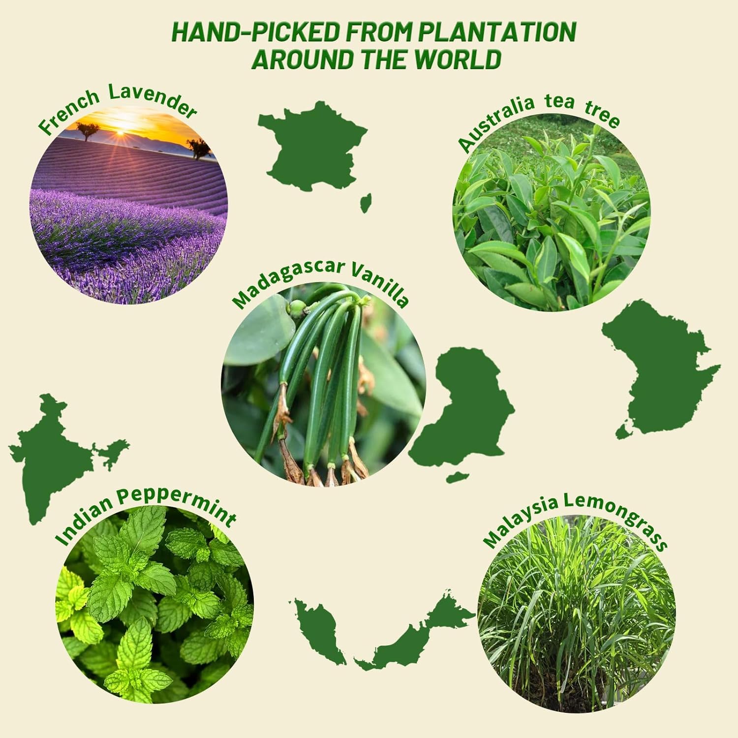 Essential Oils Set Top 6 Aromatherapy-Essential Oils for Diffuser for Home,Air Freshening Diffuser Oils Scents for Aromatherapy,Laundry,Candle&Soap Making,Humidifiers 6 X 10ML - Image 7